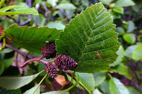 Alnus rubra (Betulaceae) image 125052 at PhytoImages.siu.edu