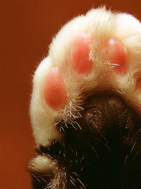 cat paw | stereotyp-0815 | Flickr