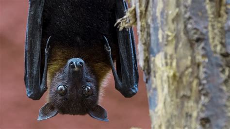 Oxford scientists launch first human vaccine trials for Nipah virus