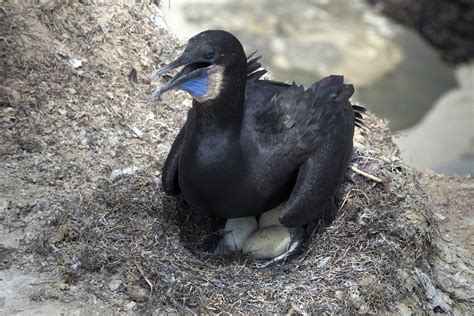 Cormorant and Eggs | Cormorant Nesting on Ledge above La Jol… | Flickr