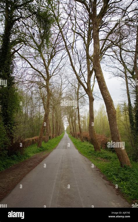 Avenue of Trees Stock Photo - Alamy