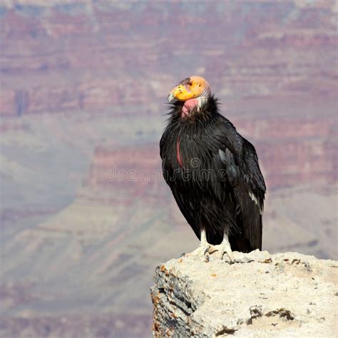 California Condor at Grand Canyon National Park Stock Photo - Image of ...