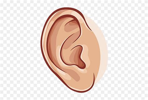 Download Library Of Ear Clipart Library Library Png Png Files - Clip Art Of Ear Transparent Png ...