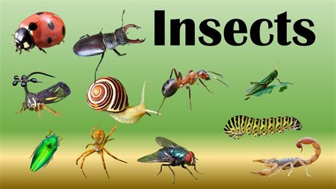 22+ Different Types Of Insects For Kids : Free Coloring Pages