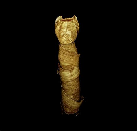 Mummified Cat Photograph by Dan Sykes/natural History Museum, London