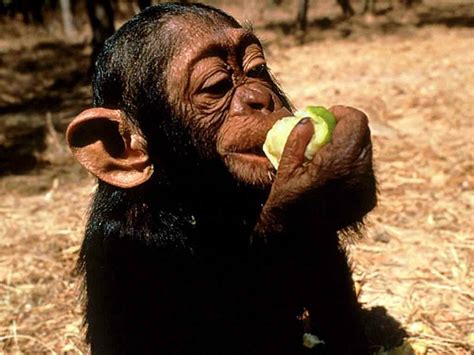 What Chimpanzees Eat - Facts about the Diet of Chimps