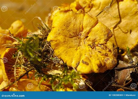 Yellow edible mushrooms stock image. Image of plant - 138288383