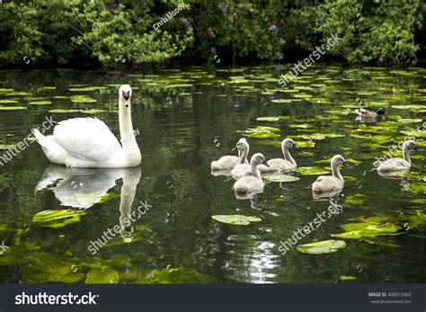 11,786 Cygnets swimming Images, Stock Photos & Vectors | Shutterstock