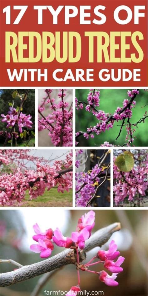 17+ Types Of RedBud Trees With Their Leaves (Pictures) - Identification Guide