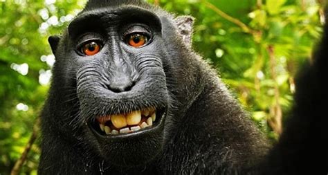 The "monkey selfie" saga is FINALLY over | Pixsy