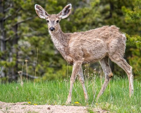 Colorado Wildlife - Jim McConnell (jimmccphotos)