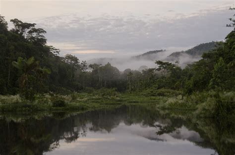 Amazon rainforest, Rainforest, Volunteer abroad