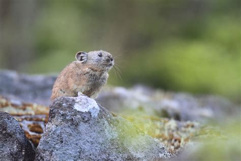 The Wildlife of Hokkaido