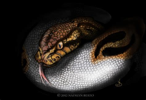 Piebald Ball Python (Python regius) by NadilynBeato on deviantART