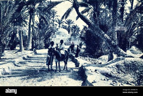 Marabout Oasis near Misrata, Gulf of Sidra, Libya Stock Photo - Alamy