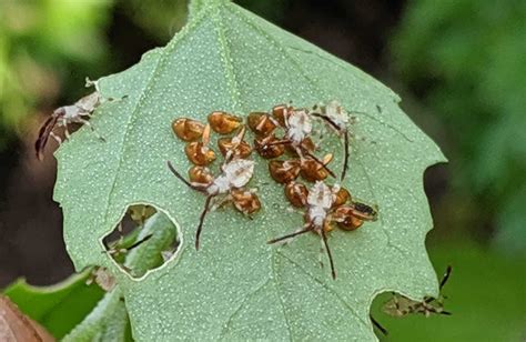 Squash Bug – Rose Tree Garden