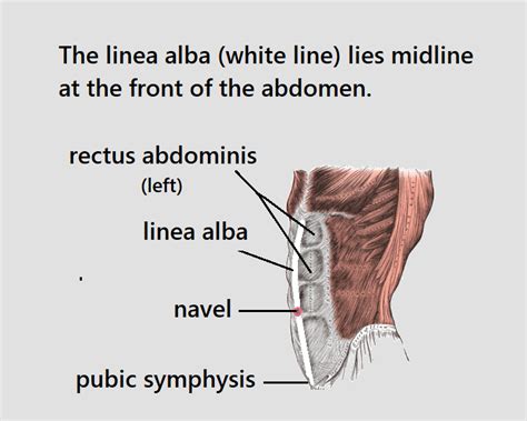 Belly Button Anatomy Diagram