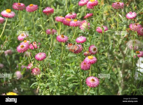 the National Botanic Garden of Wales Stock Photo - Alamy