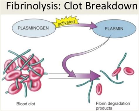 FIBRINOLYSIS Flashcards | Quizlet