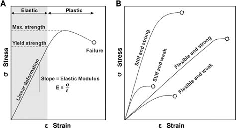 Schematic diagram showing typical stress–strain curves. (A) The... | Download Scientific Diagram