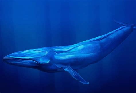 Blue Whale Pictures Facts