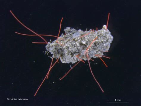 Microplastic occurrence and effects on soil fungi and processes along ...