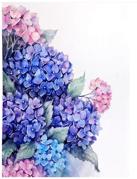 Watercolor hydrangea | Behance