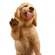 Golden Retriever Puppy PNG Images | PNG All