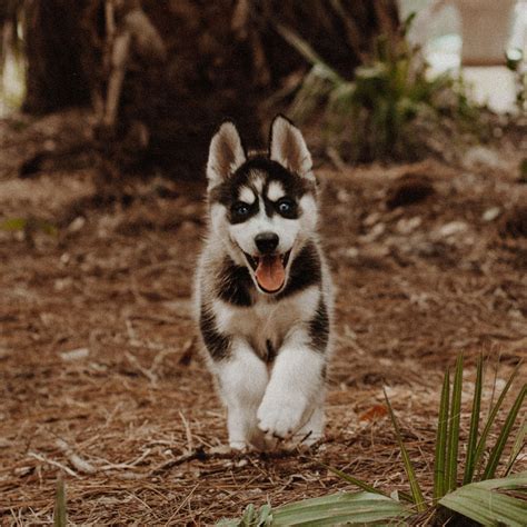 #1 | Siberian Husky Puppies For Sale In Boston MA | Uptown