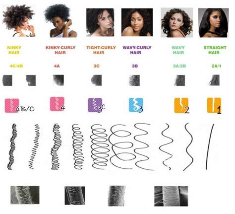 Hair Type Chart | Natural hair types, Texturizer on natural hair, Hair type chart