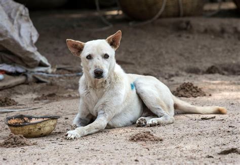 Stray Dogs - Animal Charity - Animal Welfare Organisation - FOUR PAWS UK