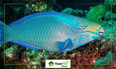 Blue Parrotfish: Facts, Diet, Care, Life Span, Breeding (US - 2024)