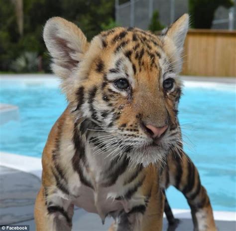 Dade City's Wild Things charges visitors $200 to swim with tiger cubs for half hour | Daily Mail ...