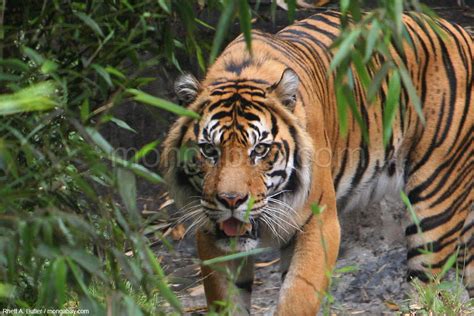 Indonesian Rainforest Slideshow: Sumatran tiger