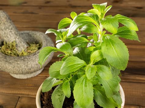 How the Stevia Plant Can Change Your Life: 10 Cool Facts