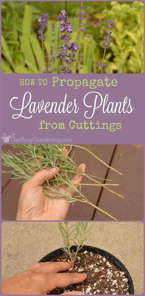 How To Grow Lavender From Cuttings - venetta marielle