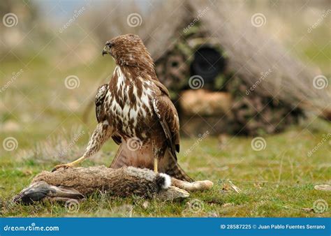 Eagle perched with prey stock image. Image of nature - 28587225