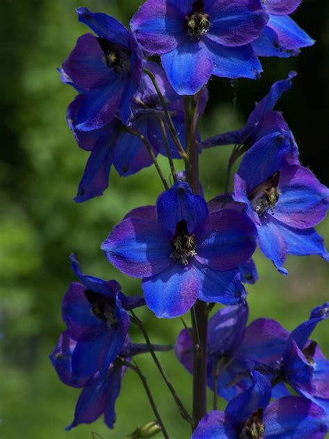 Delphinium ~ Larkspur Plant Care Guide and Varieties | Delphinium ...