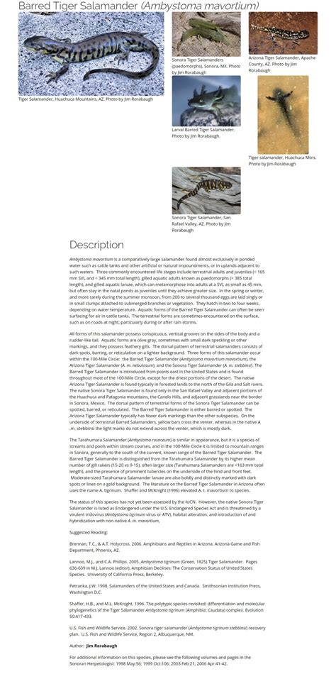 Barred Tiger Salamander – Tucson Herpetological Society