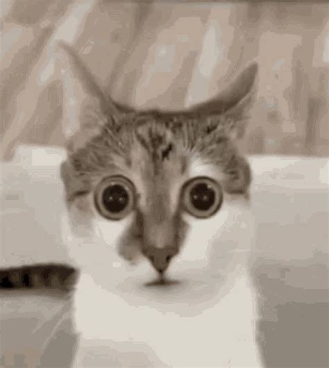 Cat Sus GIF - Cat Sus Stare - Discover & Share GIFs