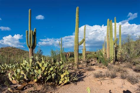 Why Are Cactuses Spiky? | Vermont Public