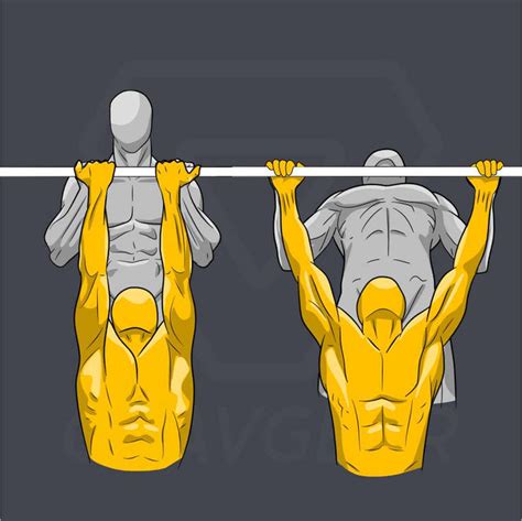 Chin Ups Or Pull Ups: How To Choose The Best Upper Body Exercise – Gravgear | eduaspirant.com