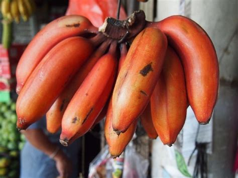 Gambar Gambar Pisang Yang Berwarna Ungu - Jenis Pisang Dan Manfaatnya