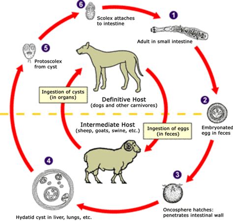 File:Echinococcus Life Cycle.png - Wikimedia Commons