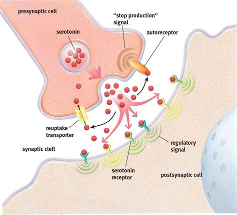 Figure 4.8. Reuptake of a Neurotransmitter Serotonin (5-HT) can be ...