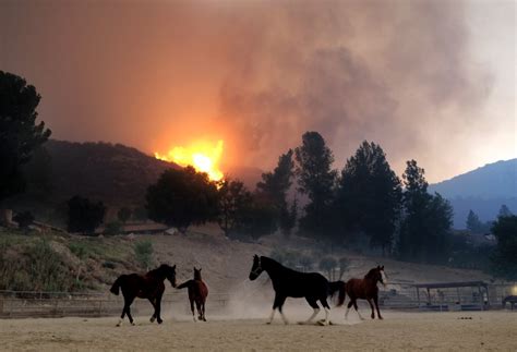 Animals Being Rescued From California Wildfires Nov. 2018 | POPSUGAR Family Photo 5