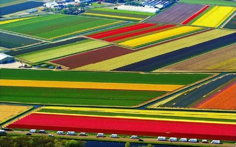 National Farm, Netherlands, Tulips | Tulip fields, Places around the ...