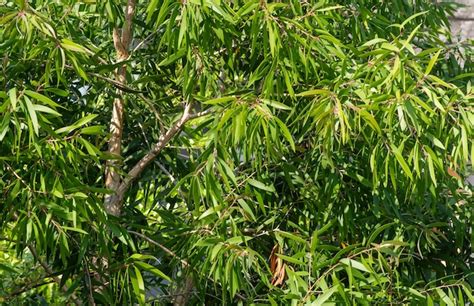 Premium Photo | Melaleuca cajuputi plants, commonly known as cajuput ...