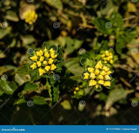 Yellow baby flowers stock image. Image of grass, green - 111779461