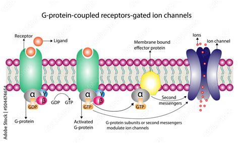 G protein coupled receptors gated ion channel. Structure of a G protein ...